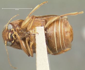 Media type: image;   Entomology 24946 Aspect: habitus ventral view